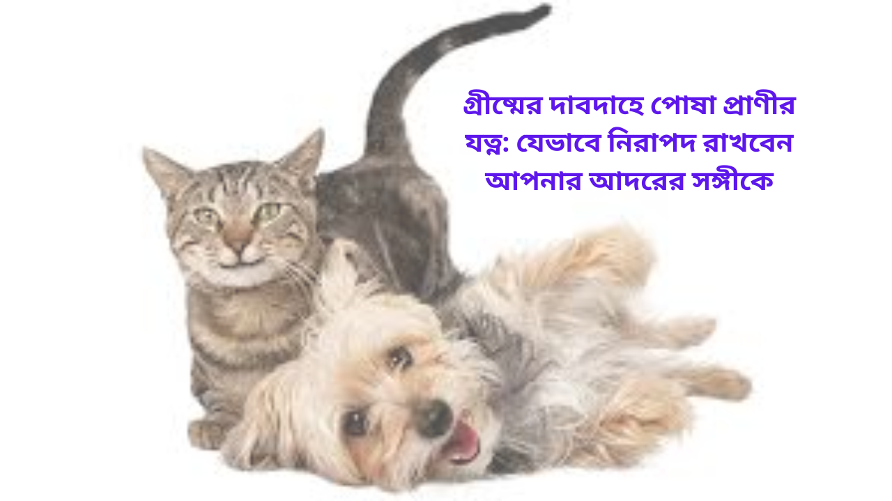 গ্রীষ্মের দাবদাহে পোষা প্রাণীর যত্ন: যেভাবে নিরাপদ রাখবেন